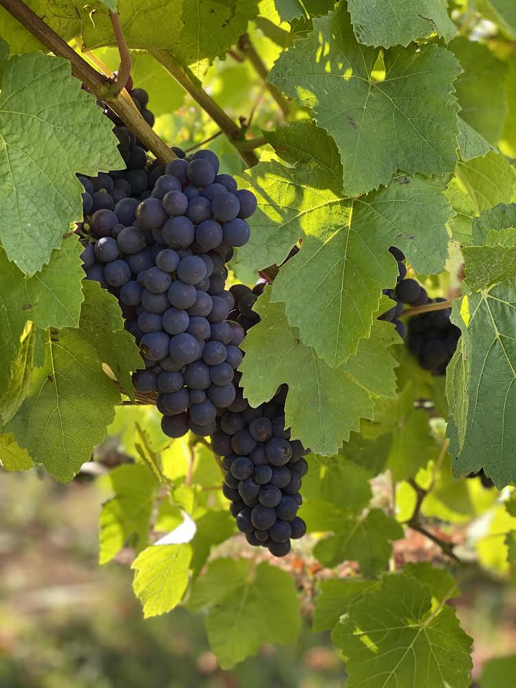 Introduction into Growing Wine Grapes