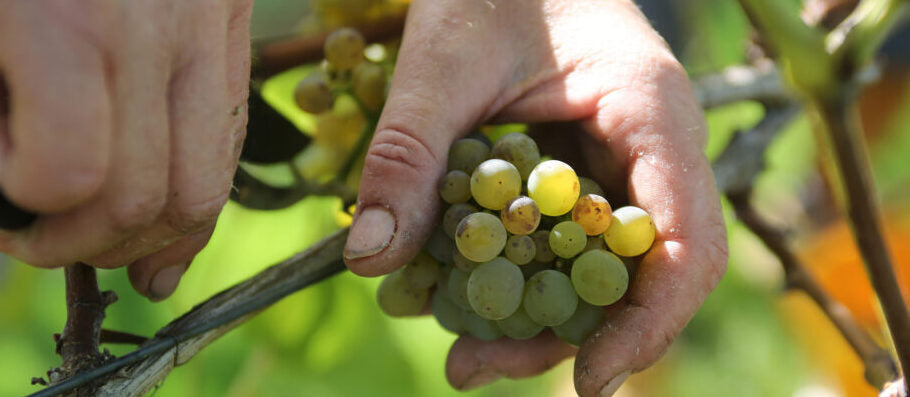 Norfolk Staycation with Winbirri Vineyard