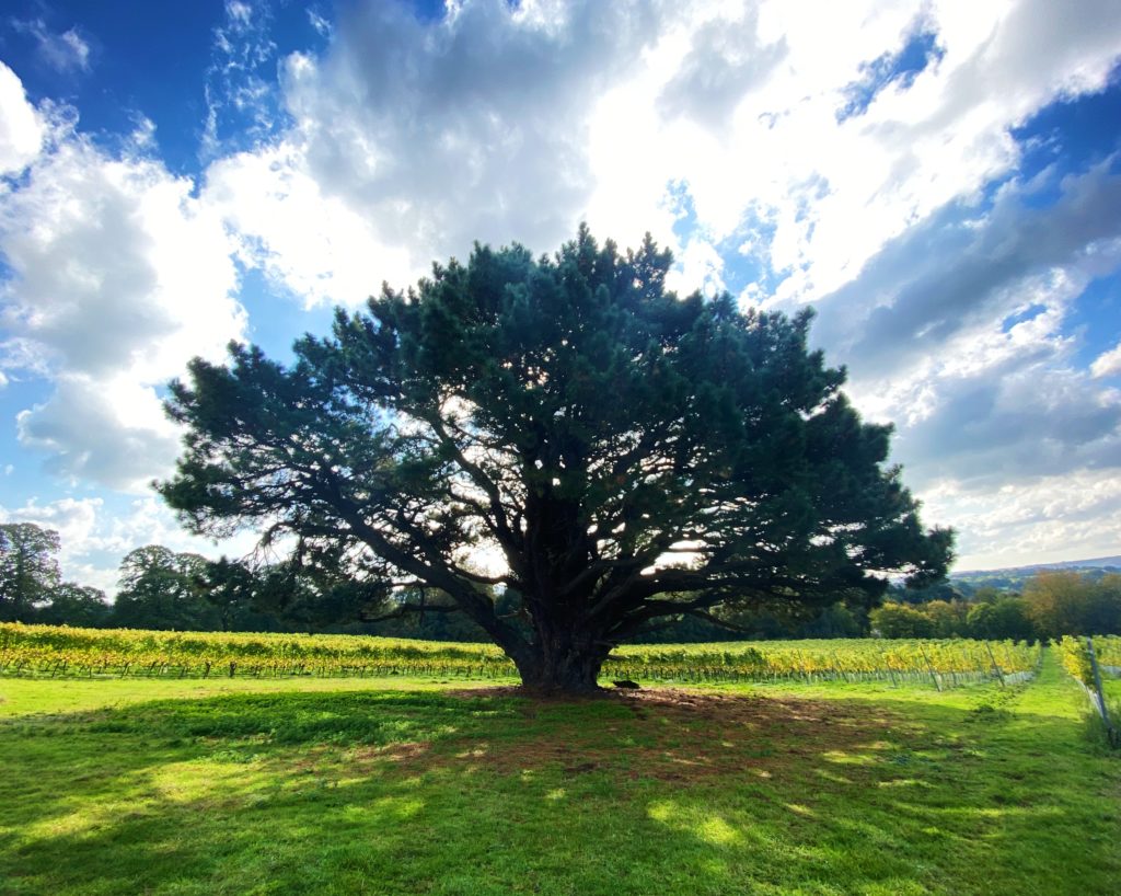 Stopham Vineyard