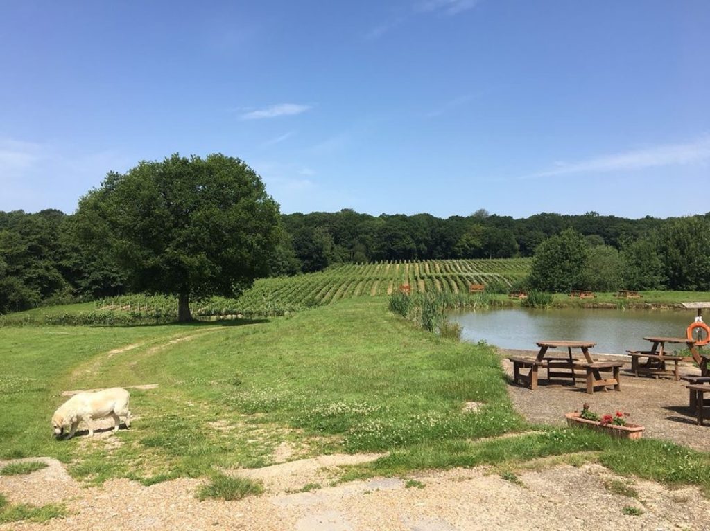Bluebell Vineyard Estates